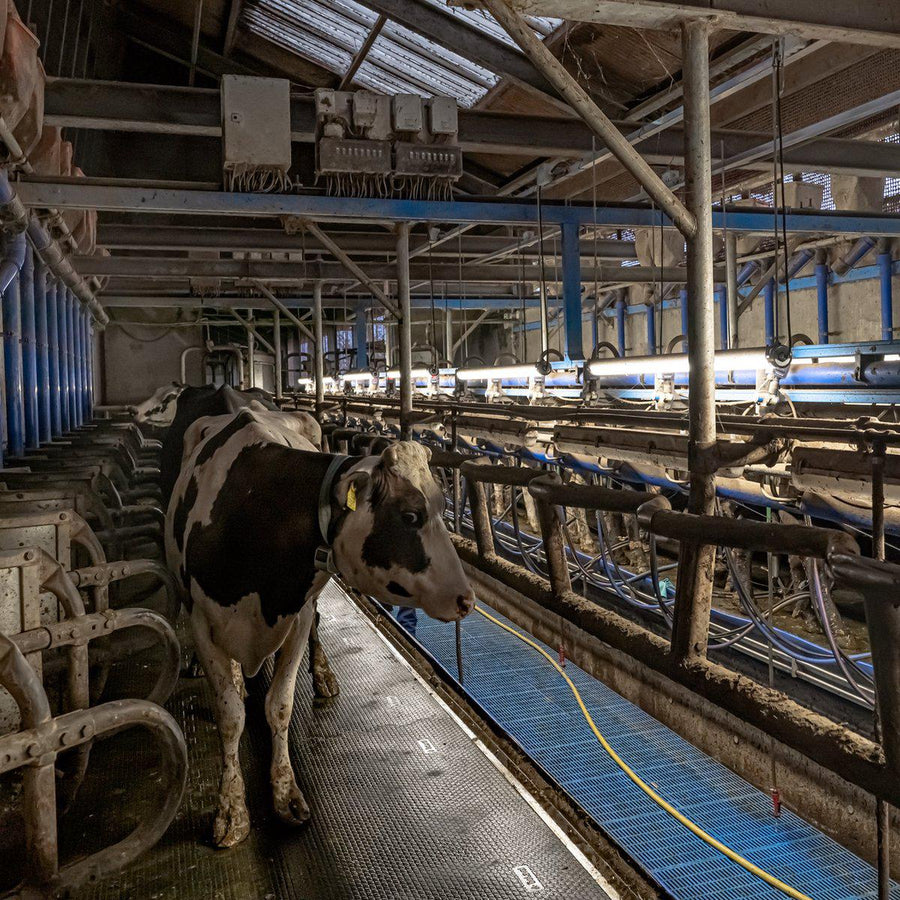 FarmPro LED TL armatuur 150 cm - Agrarische LED TL verlichting - Ammoniak- en waterbestendig - IP69K TL verlichting led.gl