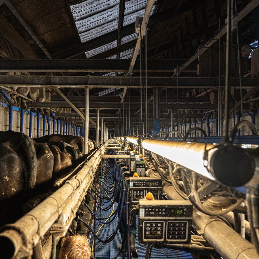 FarmPro LED TL armatuur 150 cm - Agrarische LED TL verlichting - Ammoniak- en waterbestendig - IP69K TL verlichting led.gl