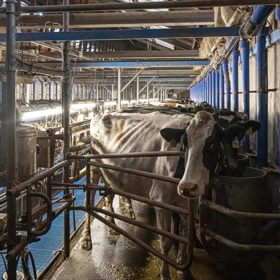 FarmPro LED TL armatuur 150 cm - Agrarische LED TL verlichting - Ammoniak- en waterbestendig - IP69K TL verlichting led.gl